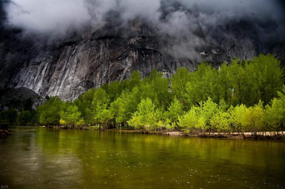 Gloomy Day Bright Trees